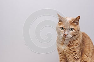 A sad red-haired cat is sitting with a furrowed brow