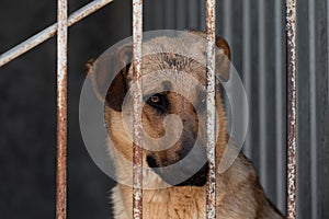 A sad red-haired dog with a sad look sits behind bars in a cage or aviary in a dog shelter for homeless animals. Dog abandoned at