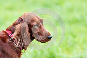 Sad red irish setter dog with water drops at nose