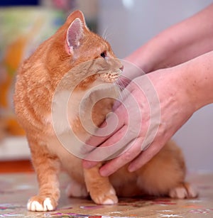 Redhead with white cat