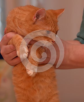 Redhead with white cat