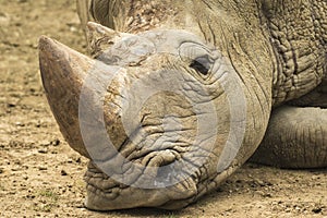 Sad Rhino