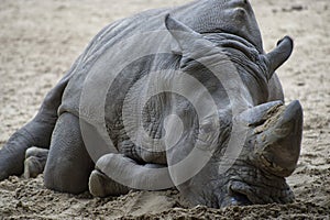 A sad Rhino lying on the sand.