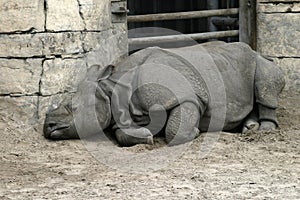 Sad Rhinoceros
