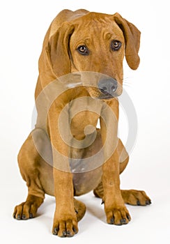 Sad Rhodesian Ridgeback female, 5 month old