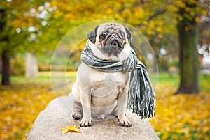 A sad romantic pug dog in a striped warm scarf sits on a stone against a background of the city`s autumn park.