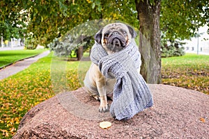 A sad romantic pug dog in a striped warm scarf sits on a stone against a background of the city`s autumn park.