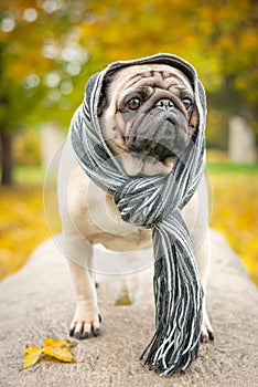 A sad romantic pug dog in a striped warm scarf on a stone against a background of the city`s autumn park.