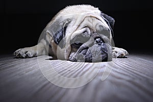 Sad sad pug lies on the floor. Black background and wood texture, copy space