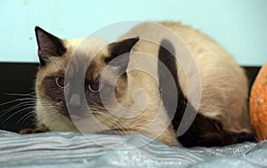 Sad scared siamese cat