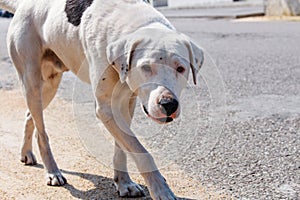 Sad and scared white mutt with injured nose and gentle eyes looking at camera. Photo of stray dog with copy space.