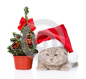 Sad scottish kitten with red santa hat and christmas tree