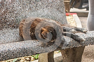 Sad senior dog sleeping in park bench. Old mutt lying in stone bench, with copy space.