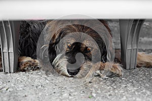 a sad shaggy homeless dog lies under a chair. Hungry dogs on the city streets