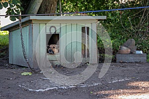 A sad shepherd dog sits in a booth on a chain and looks away. Nearby are bowls for food.