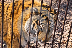 Sad Siberian Amur tiger behind rusty cage