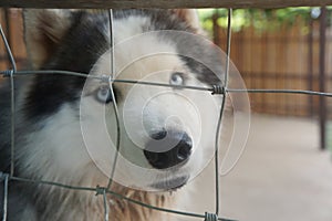 Sad Siberian husky dog with pitiful eyes locked in the cage.