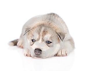 Sad Siberian Husky puppy lying infront. isolated on white photo