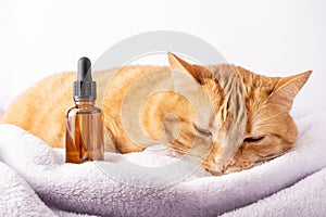 Sad sick cat and medical bottle with CBD oil or cannabis