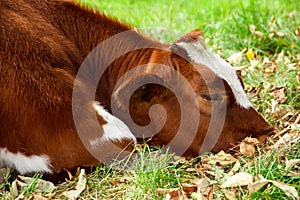 Sad and sick cattle, brown and white cow