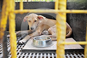 Sad and sick dog ignoring food inside a dark cage with copy space. Pet dog loss appetite, not eating and stress concept.