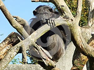 Sad sight of lonely monkey, Abenteurland Walter Zoo