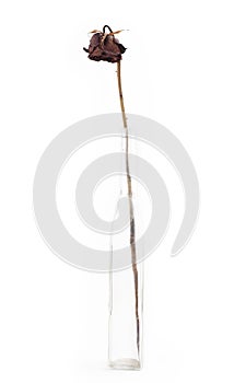 Sad single dried red dead rose in vase isolated on white background