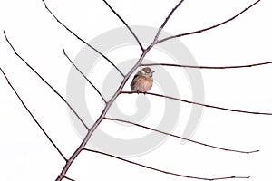 Sad single sparrow on tree branch in winter