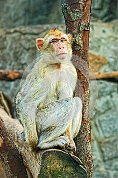 Sad sitting monkey