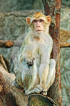 Sad sitting monkey