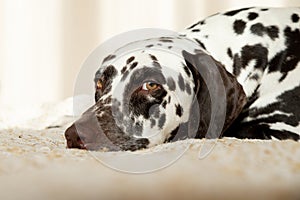 Sad or sleepy dalmatian lying on beige sofa.A tired dog in bed. Dalmatian dog misses its owner. White and liver spotted