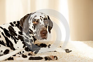 Sad or sleepy dalmatian lying on beige sofa.A tired dog in bed. Dalmatian dog misses its owner. White and liver spotted