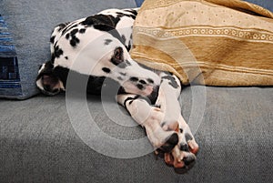 Sad or sleepy dog dalmatian lies on a blue sofa