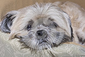 Sad sleepy Lhasa Apso dog