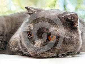 sad sluggish cat, Scottish Fold breed, laid his head on a white window sill against a tree background