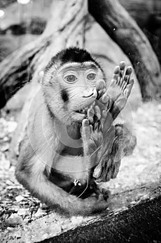 Sad southern pig-tailed macaque near the window