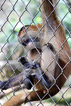 Sad spider monkey in cage in Costa Rica