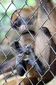 Sad spider monkey in cage in Costa Rica