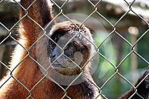 Sad spider monkey in cage in Costa Rica