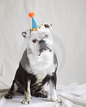 Sad spotted bull dog with blue party hat tilts his head for the camera with humor