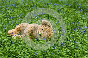Sad spring. Lost teddy bear in the forest