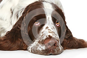 Sad Springer Spaniel. Close-up portrait