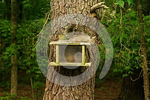 A Lonely Squirrel Feels Housebound in the Quarantine.