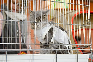 sad sterilized cat in a bandage in a metal cage for an exhibition