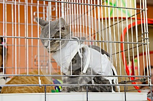 Sad sterilized cat in a bandage in a metal cage for an exhibition