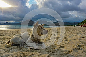 Sad stray dog sleeping on beach