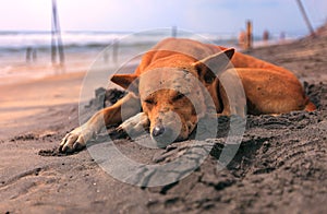 Sad stray dog sleeping on the beach