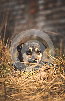 Sad stray dog on the street, abandoned by owners hungry animals concept background photo