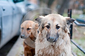 Sad stray dogs photo