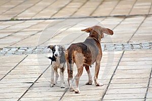 Sad stray dogs on the street